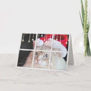 Tarjeta Gato de Ragdoll en ventana del invierno con las