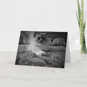 Tarjeta Gato de Ragdoll/tarjeta Noir