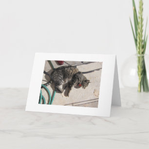 Tarjeta Gato de Sun