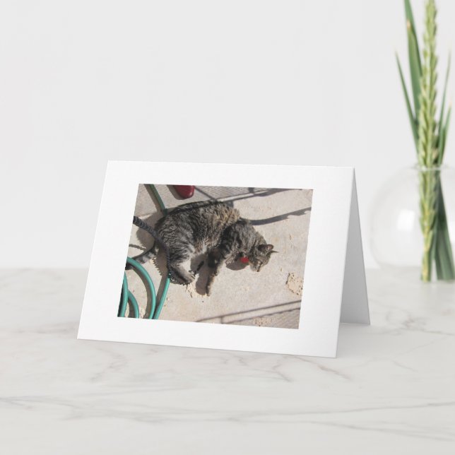 Tarjeta Gato de Sun (Anverso)