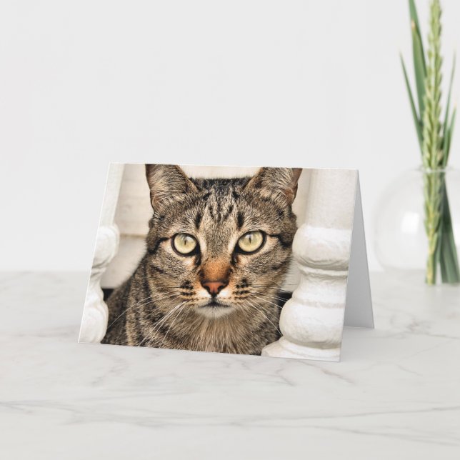 Tarjeta Gato de Tabby (Anverso)