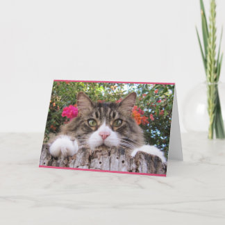 Tarjeta Gato de Tabby en tocón de árbol con el