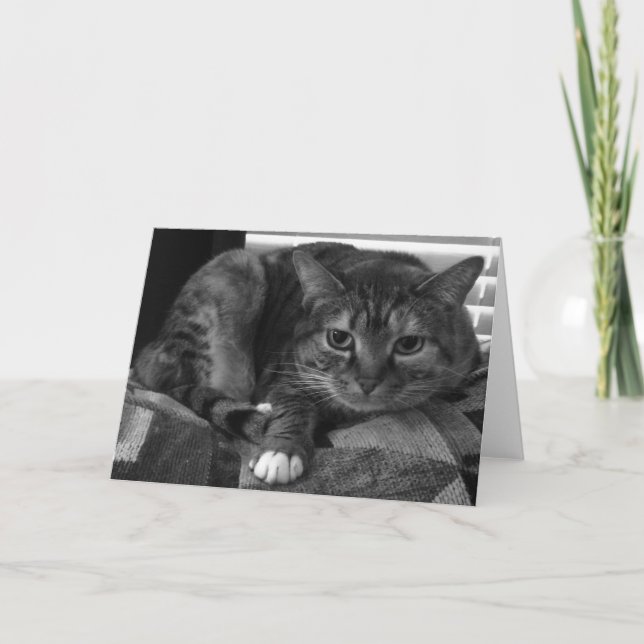 Tarjeta Gato de tabla (Anverso)