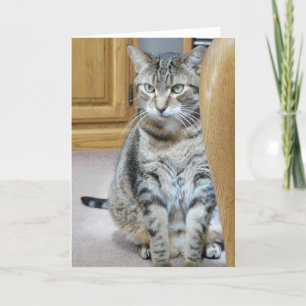 Tarjeta Gato de tabla