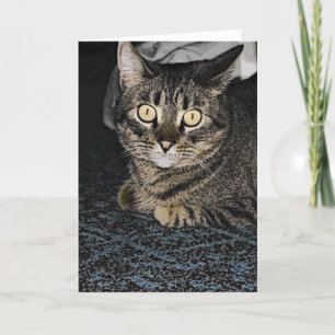 Tarjeta Gato de tabla