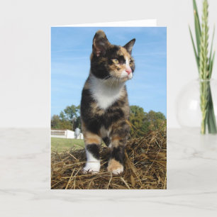 Tarjeta Gato de Torti en un heno