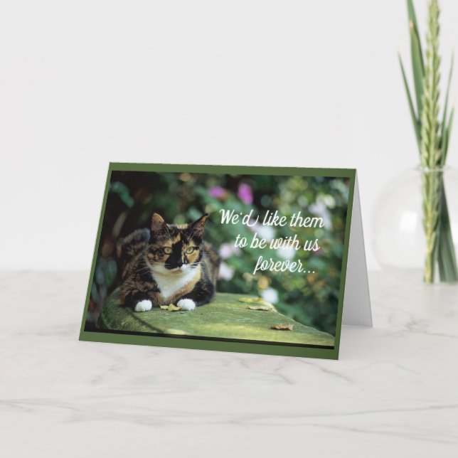 Tarjeta Gato de tortita en el banco del jardín (Anverso)