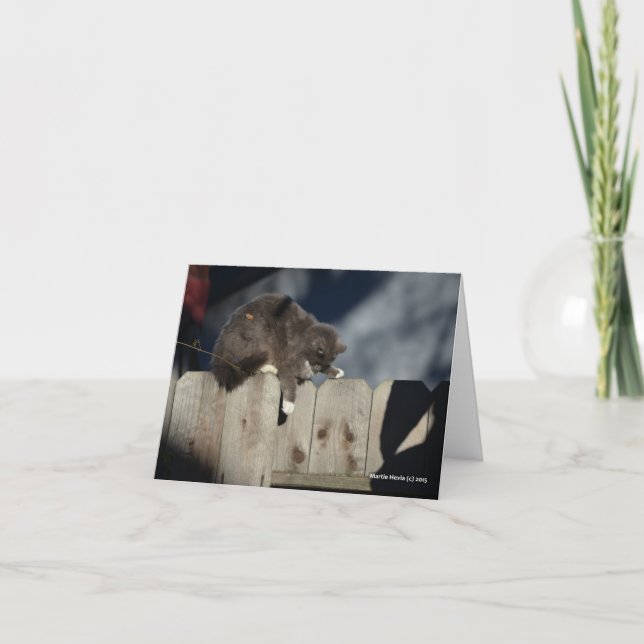 Tarjeta Gato en la cerca (9) (Anverso)