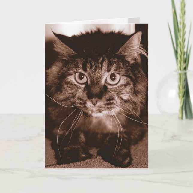 Tarjeta Gato enojado (Anverso)