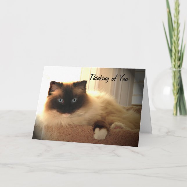 Tarjeta Gato Gatos Ragdoll Ragdolls Kitty Card (Anverso)