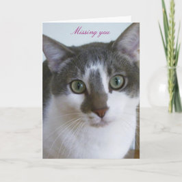 Tarjeta Gato gris y blanco guapo