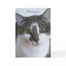 Gato gris y blanco guapo