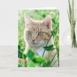 Tarjeta Gato jengibre con ojos verdes en la hierba