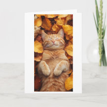 gato naranja disfrutando de un momento soñoliento