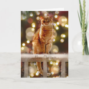 Tarjeta Gato naranja en una valla con luces Navidades
