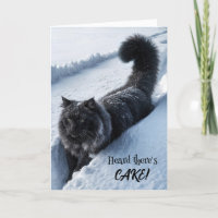 Gato Negro Caminando En Nieve Profunda