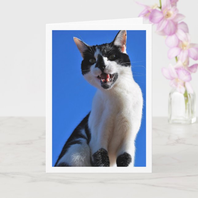 Tarjeta Gato negro y blanco, cielo azul (Orquídea)