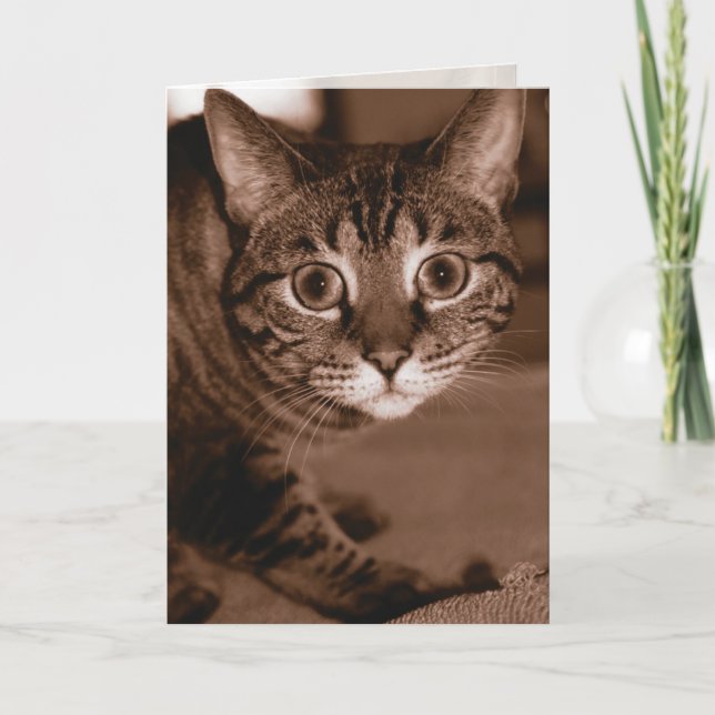 Tarjeta Gato preocupado (Anverso)