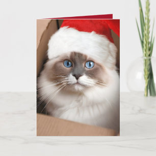 Tarjeta Gato Ragdoll de Navidad en caja de cartón