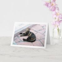 Gato Salvaje Egipcio