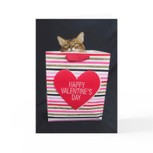Gato Somalí en una Bolsa Feliz de San Valentín
