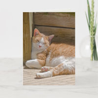 gato tabby dormido por cumpleaños