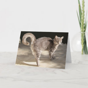 TARJETA GATO TURCO