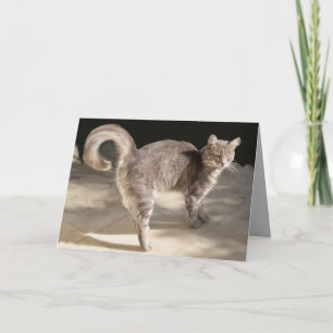TARJETA GATO TURCO
