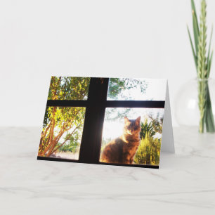 TARJETA GATO TURCO EN LA VENTANA