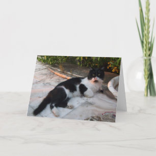 TARJETA GATO TURCO NEGRO Y BLANCO PIERO