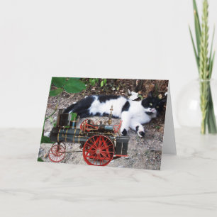 TARJETA GATO TURCO NEGRO Y BLANCO PIERO