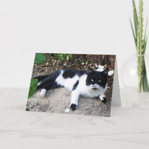 TARJETA GATO TURCO NEGRO Y BLANCO PIERO