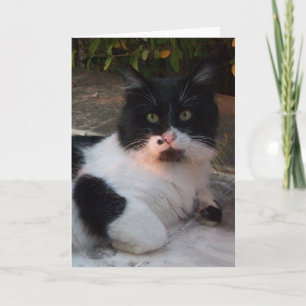TARJETA GATO TURCO NEGRO Y BLANCO PIERO