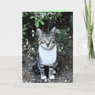 TARJETA GATO TURCO RONIN NEGRO Y BLANCO