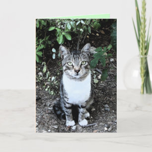 TARJETA GATO TURCO RONIN NEGRO Y BLANCO