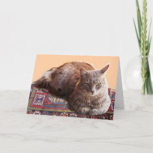 TARJETA GATO TURCO SENTADO SOBRE LA ALFOMBRA VIEJA