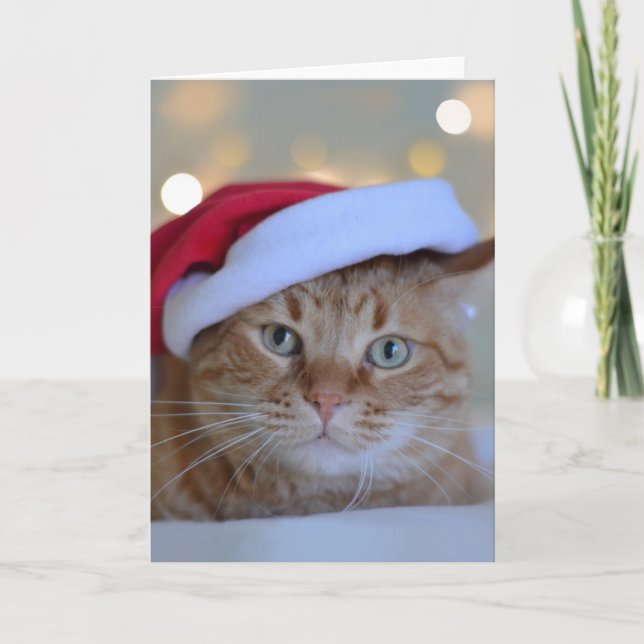 Tarjeta Gato y luces de Navidad (Anverso)