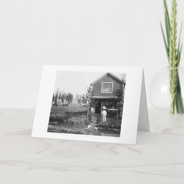 Tarjeta Gatos caseros Fairbanks Alaska 1916 (Anverso)