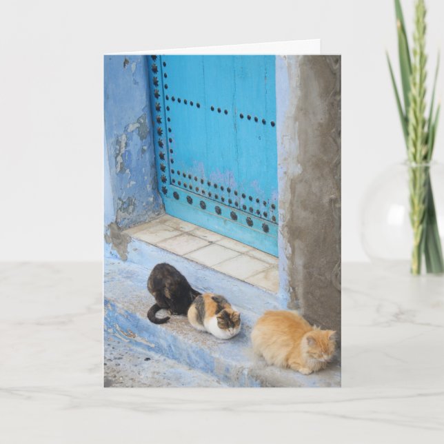 Tarjeta Gatos, Chefchaouen, Marruecos (Anverso)