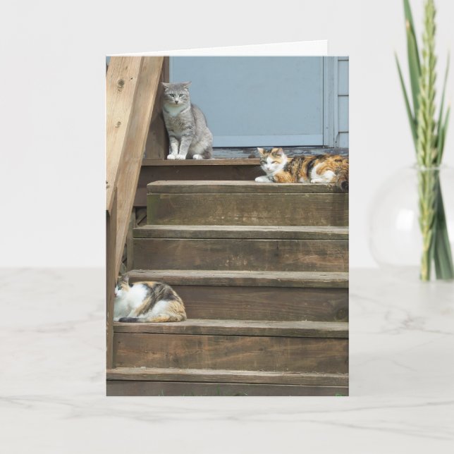 Tarjeta Gatos, cumpleaños (Anverso)