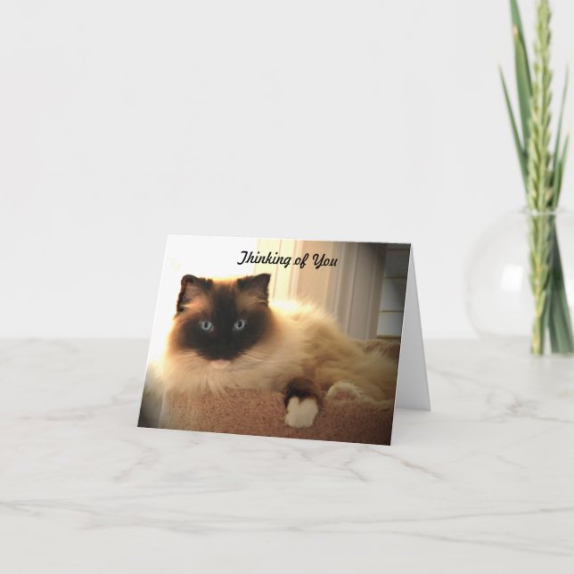 Tarjeta Gatos Gatos Ragdoll Ragdolls Kitty Notecard (Anverso)