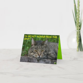 Tarjeta gatos: No me estoy moviendo desde este lugar.