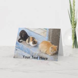 Tarjeta Gatos personalizables, Chefchaouen, Marruecos