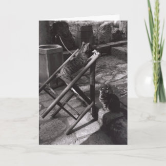 Tarjeta Gatos que juegan en Delphi, Grecia (tarjeta de