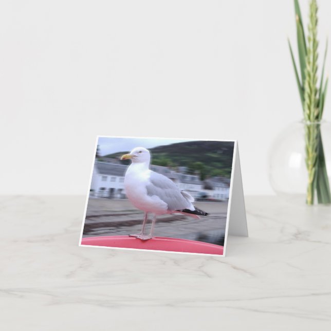 Tarjeta Gaviota Notecard (Anverso)