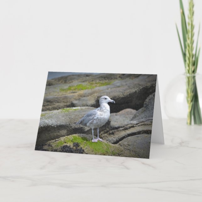 Tarjeta Gaviota Notecard (Anverso)