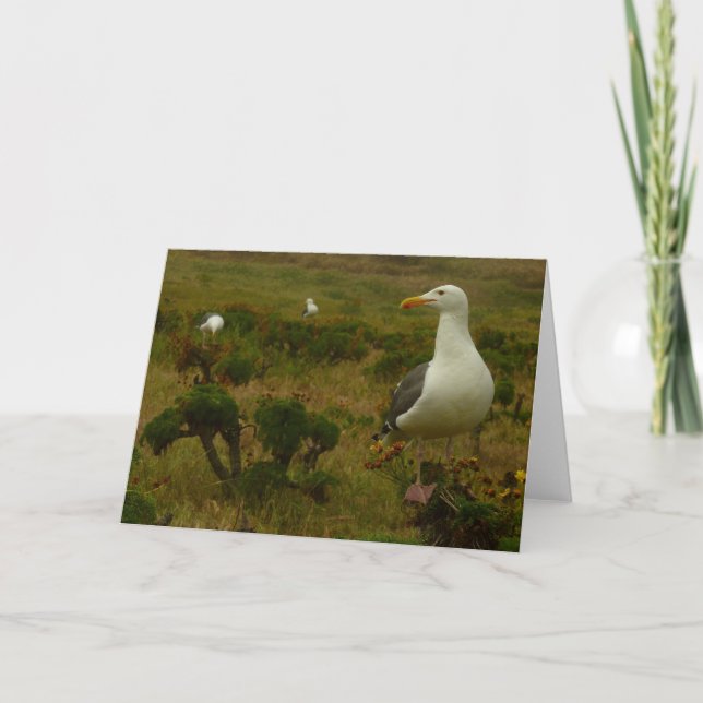 Tarjeta Gaviotas en la isla Anacapa (Anverso)