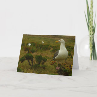 Tarjeta Gaviotas en la isla de Anacapa