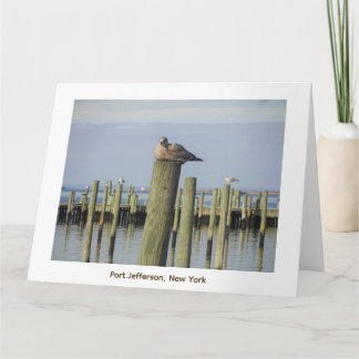 Tarjeta gaviotas, Port Jefferson NY