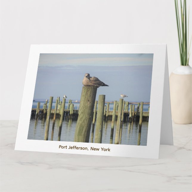 Tarjeta gaviotas, Port Jefferson NY (Anverso)